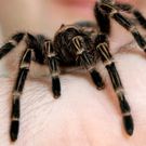 Trichterspinne.jpg