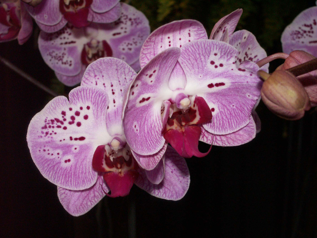 Phalaenopsis Hybride.jpg