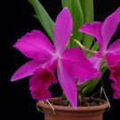 Sophrolaeliocattleya.jpg