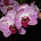 Phalaenopsis Hybride.jpg
