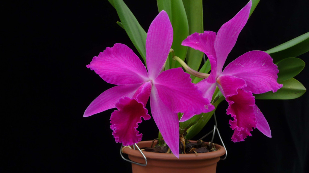 Sophrolaeliocattleya.jpg