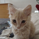 Romeo