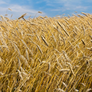 landwirtschat.jpg