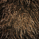 IMG_2751.JPG