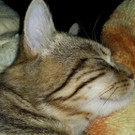 Kater 