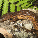 Taubwarane: Tiergarten Schönbrunn verzeichnet seltenen Zuchterfolg
