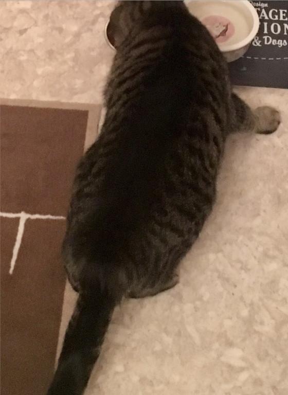 katze1.jpg
