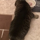 Bilder der zugelaufenen Katze