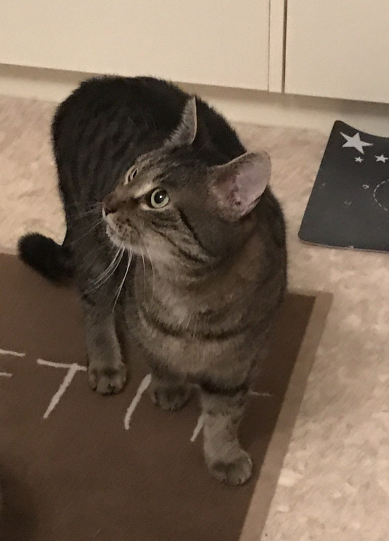 katze2.jpg