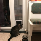 katze7.jpg