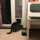 katze8.jpg