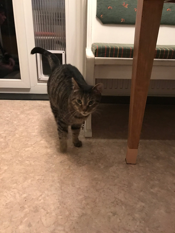 katze9.jpg