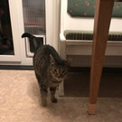 katze9.jpg