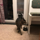 katze10.jpg