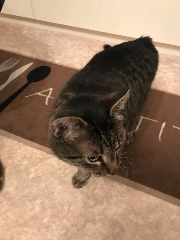 katze11.jpg