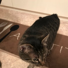 katze11.jpg