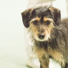 ausgesetzt und nun beim Wiener Tierschutzverein (WTV): Terrier-Mix Strolchi 