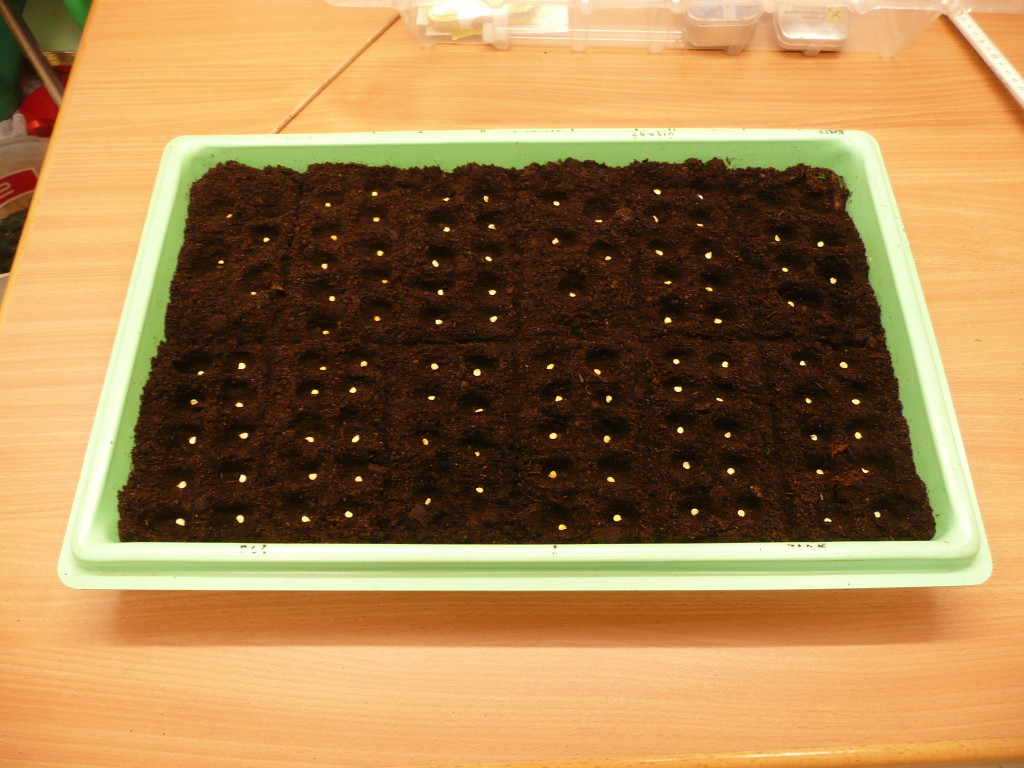 Aussaat 25_01_2017   _1_.JPG