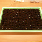 Aussaat 25_01_2017   _1_.JPG