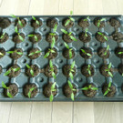 Aussaat 25_01_2017   _2_.JPG