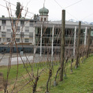 IMG_7732.JPG