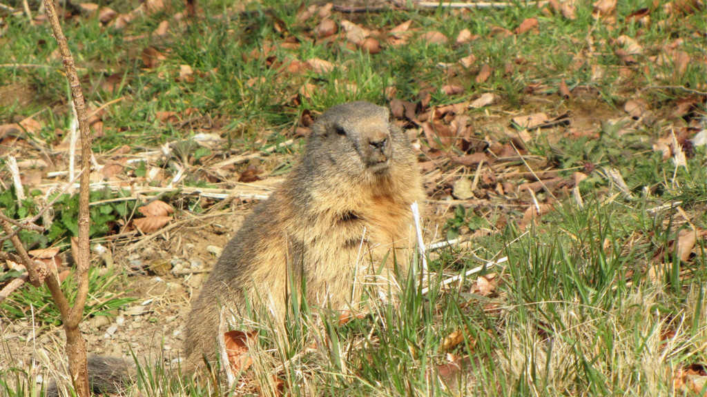 KOE_Wildpark Fruehling 2017 2.jpg
