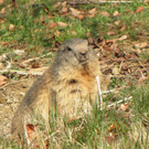 KOE_Wildpark Fruehling 2017 2.jpg