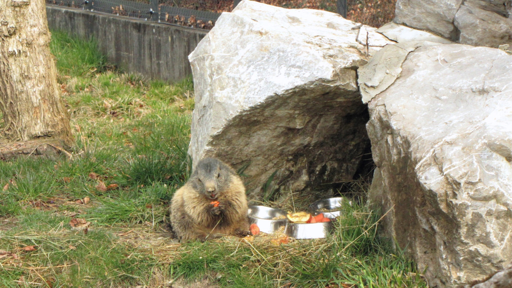 KOE_Wildpark Fruehling 2017 3.jpg
