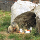 KOE_Wildpark Fruehling 2017 3.jpg