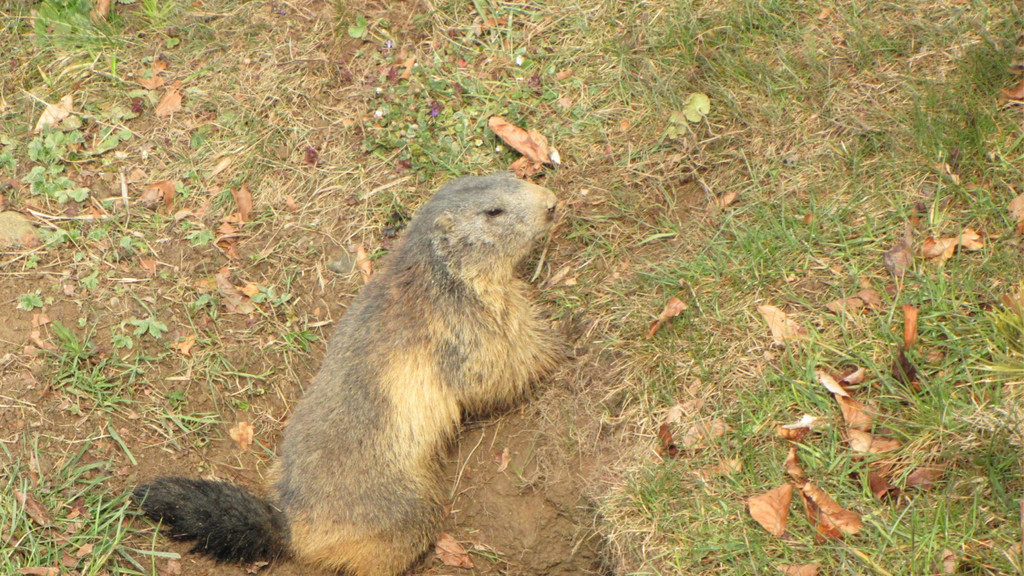 KOE_Wildpark Fruehling 2017 4.jpg