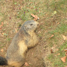 KOE_Wildpark Fruehling 2017 4.jpg