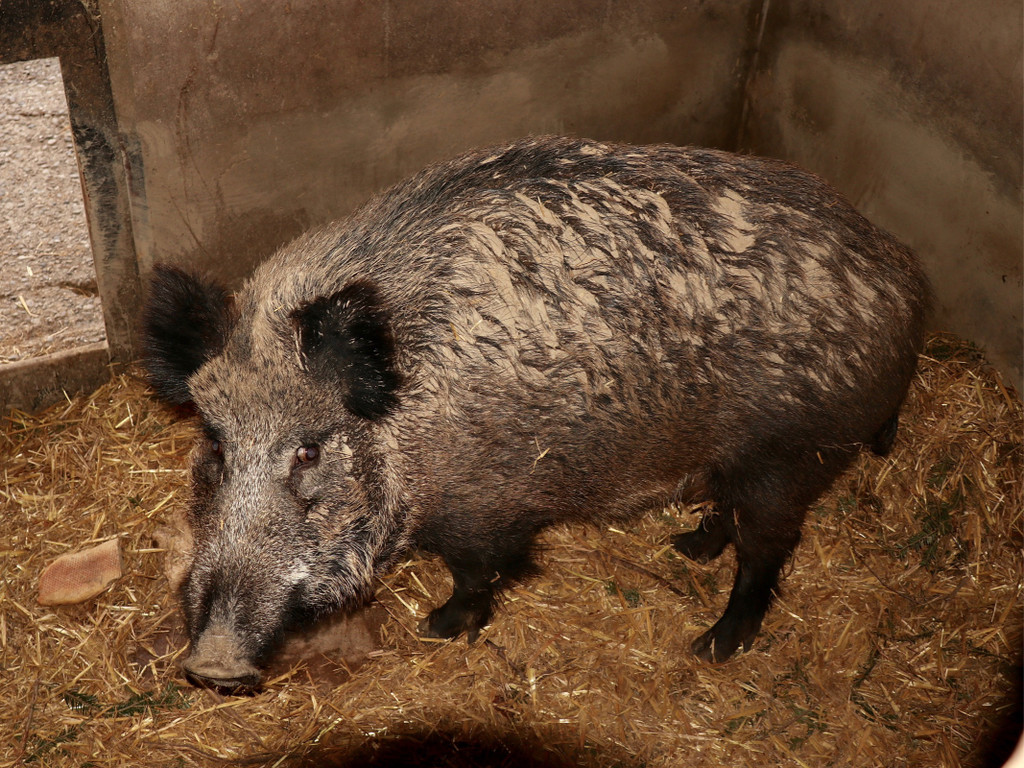 KOE_Wildpark Fruehling 2017 5.jpg