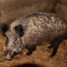 KOE_Wildpark Fruehling 2017 5.jpg