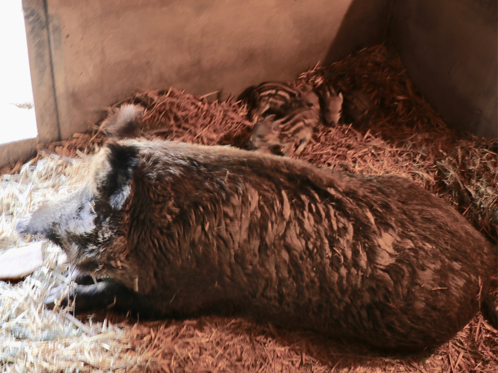 KOE_Wildpark Fruehling 2017 6.jpg