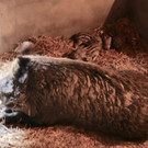 KOE_Wildpark Fruehling 2017 6.jpg