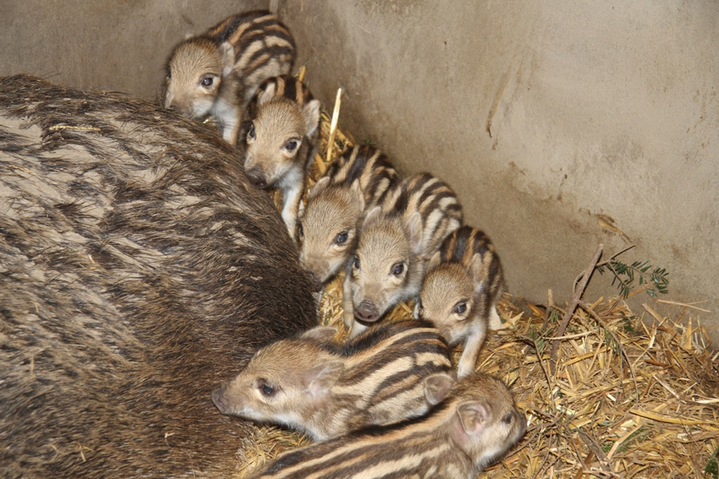 KOE_Wildpark Fruehling 2017 7.jpg