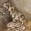 KOE_Wildpark Fruehling 2017 7.jpg