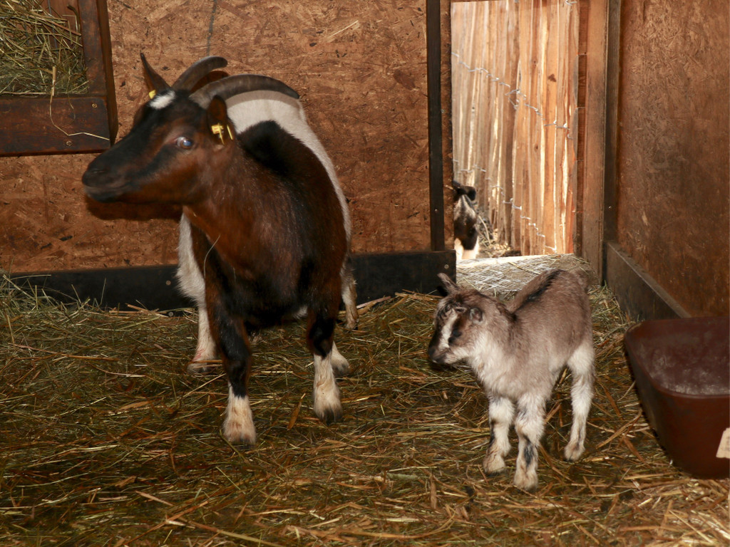 KOE_Wildpark Fruehling 2017 8.jpg