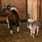 KOE_Wildpark Fruehling 2017 8.jpg
