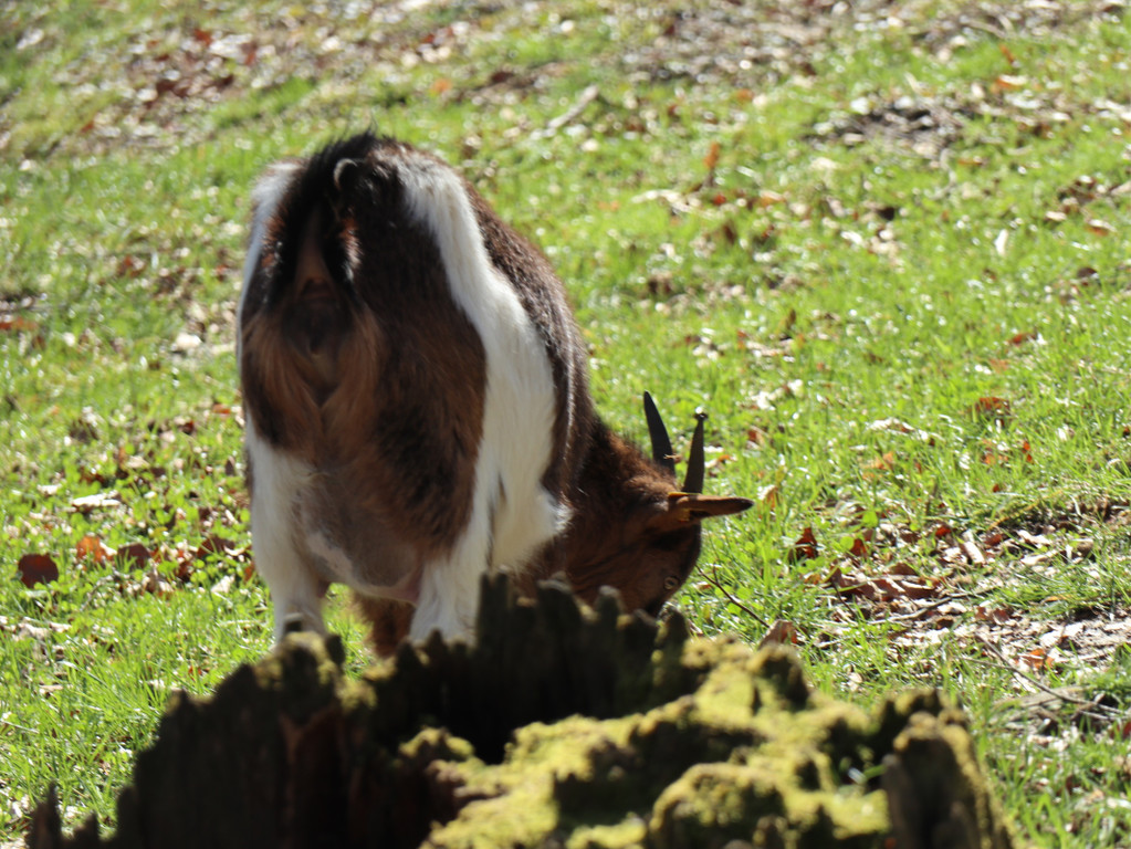KOE_Wildpark Fruehling 2017 9.jpg