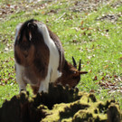 KOE_Wildpark Fruehling 2017 9.jpg
