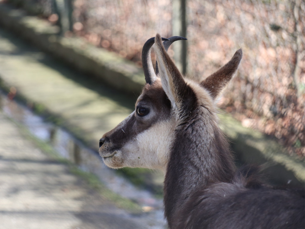KOE_Wildpark Fruehling 2017 11.jpg