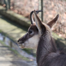 KOE_Wildpark Fruehling 2017 11.jpg