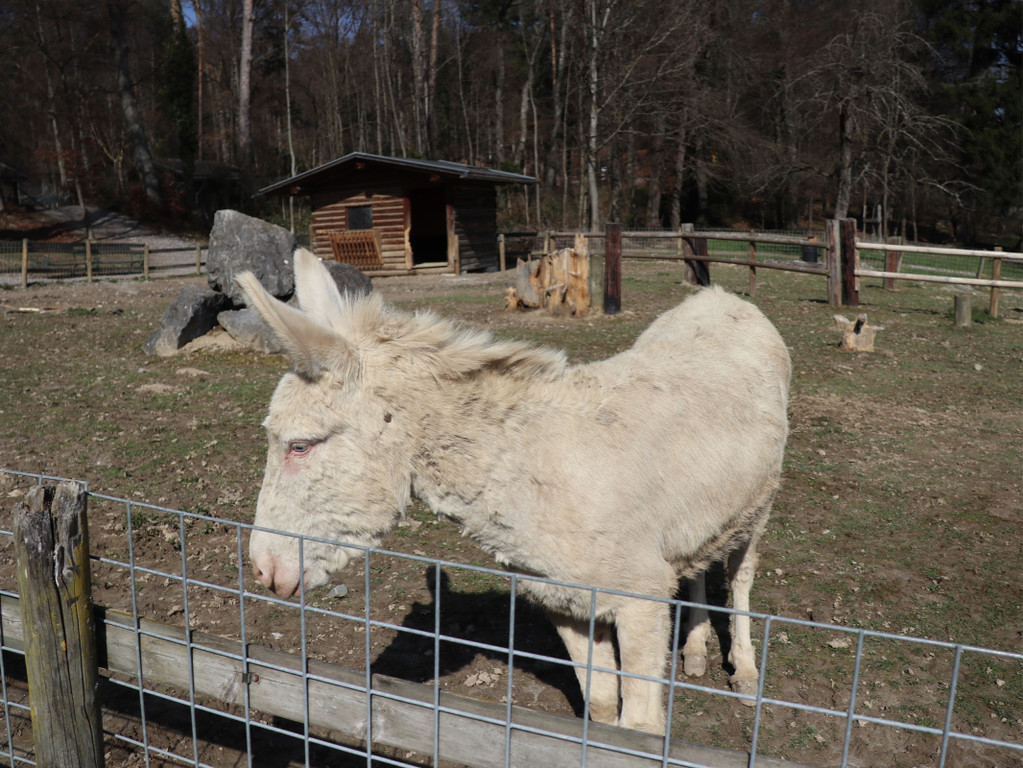 KOE_Wildpark Fruehling 2017 13.jpg