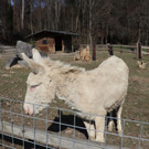KOE_Wildpark Fruehling 2017 13.jpg