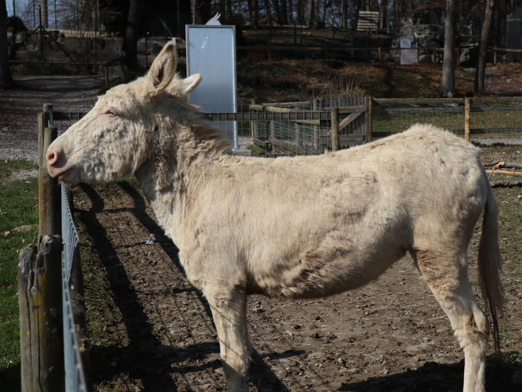 KOE_Wildpark Fruehling 2017 14.jpg