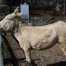 KOE_Wildpark Fruehling 2017 14.jpg