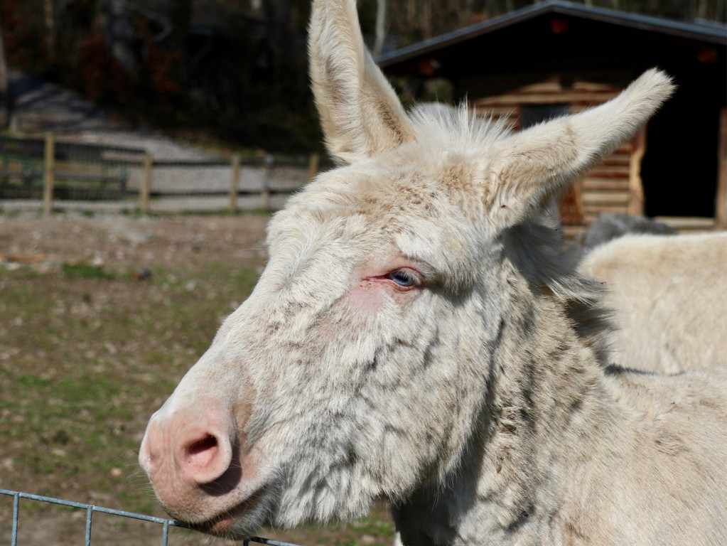 KOE_Wildpark Fruehling 2017 15.jpg