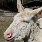 KOE_Wildpark Fruehling 2017 15.jpg