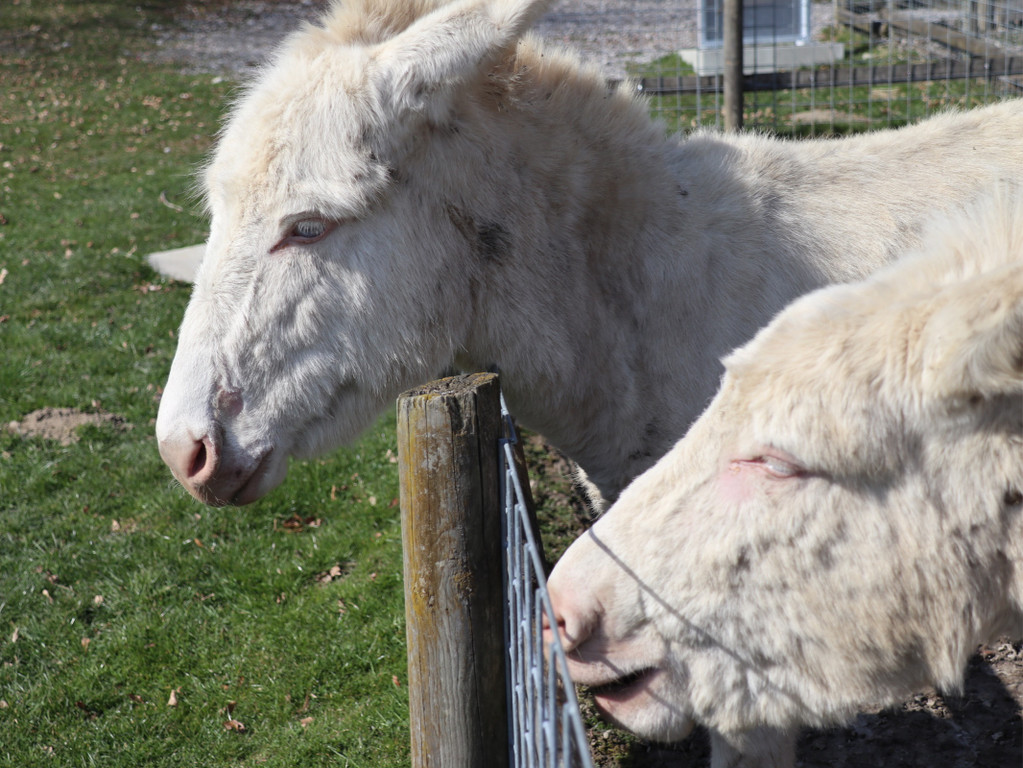 KOE_Wildpark Fruehling 2017 16.jpg